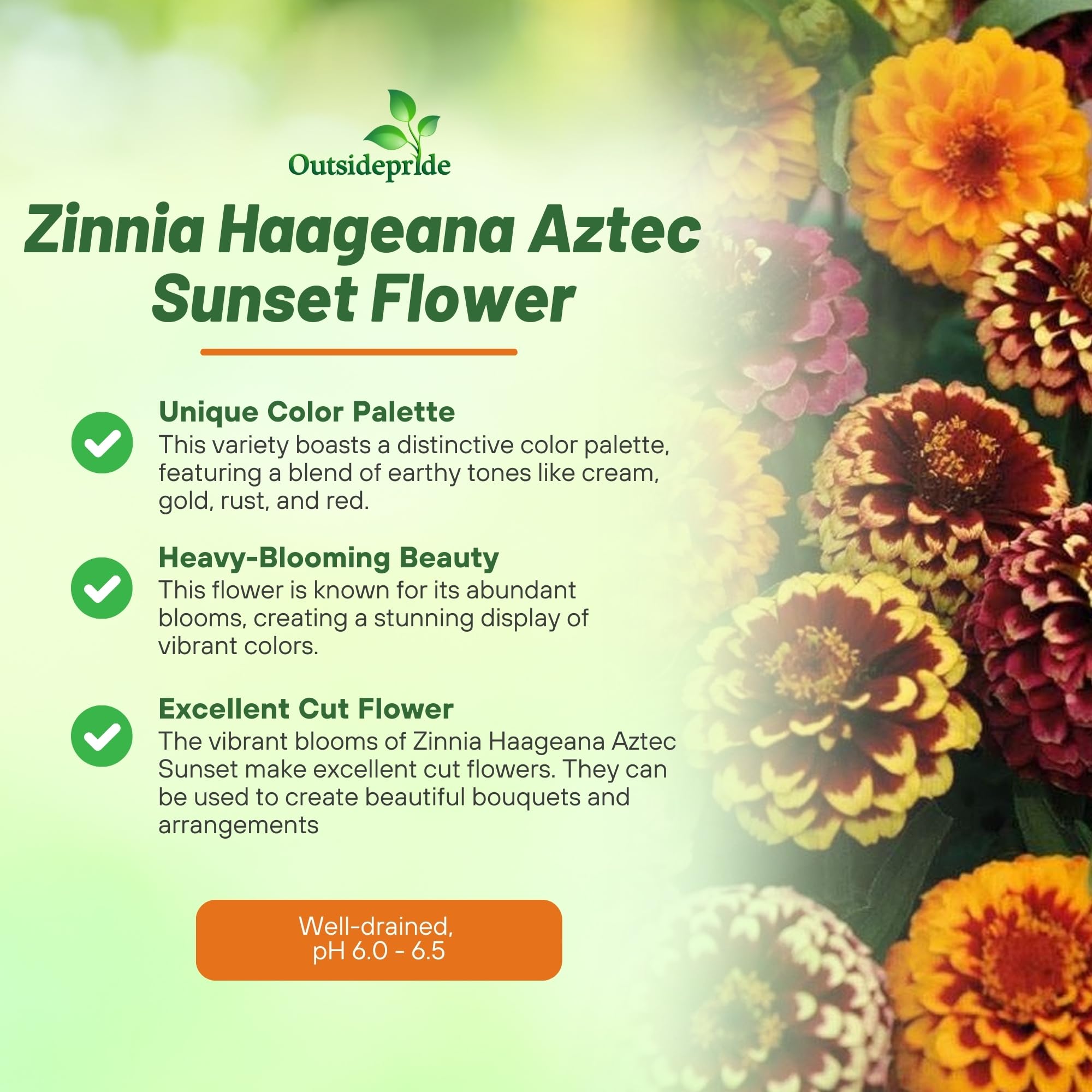 Amazon.com : Outsidepride Aztec Sunset Zinnia Seeds - 50 Seeds